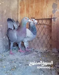  2 متاح جوزين حمام