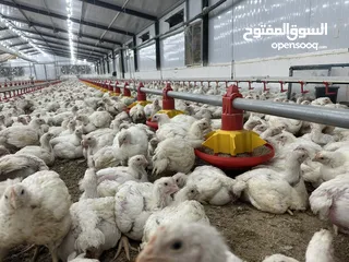  26 تجهيز وبناء مزارع الدواجن المغلقة