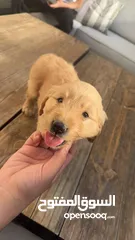  1 puppy Golden Retriever جرو جولدن رتريفر