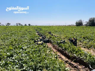  1 ارض زراعية كبيرة في قونيا - Konya'da geniş tarım arazisi