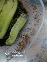  4 حلزون افريقي