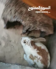  2 ارنب فراشه ذكر للبيع