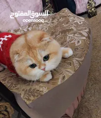  6 للتزاوج فقط ذكور جولدن غولدن بيور دم نقي لعشاق التميز