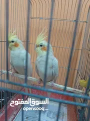  2 مخاليف 2 عمر تسعه الشهر