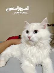  2 cat for adoption