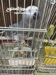  4 كاسكو حجل دهبي أليف متكلم راقص هدد تابع الوصف