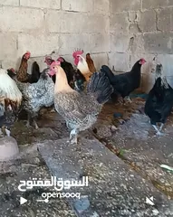  3 جاج بلدي سوبر و4 ديوك بلدي