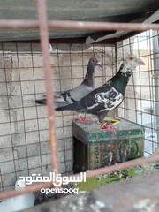  16 جواز بسعر الحرق كله شغال الجوز ب6 دنانير