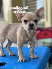  2 2.5 months old - French bulldog ( puppy )