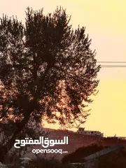  2 شقق للبيع ومرتبة