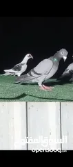  3 طيور حمام بسعر حرق