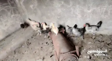  3 جاج بلدي للبيع