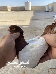  26 كوم حمام للبيع