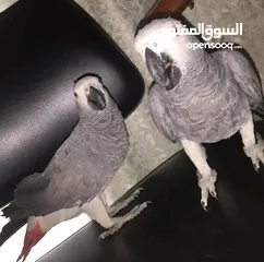  2 beautiful Africa grey parrot