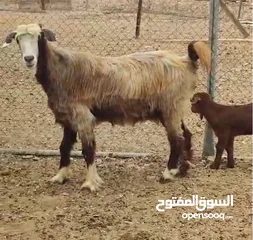  3 شاه تحت سخله