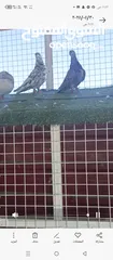  1 اربع فحول وطيره