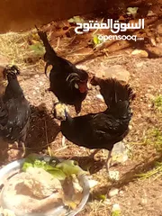  1 طقم فرح ذيبا