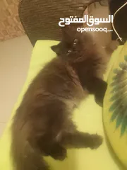  1 قط من ام بيجي فيس واب ھملايا