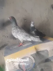  3 للبيع طيرين كش