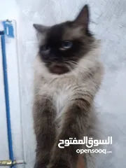  5 هيمالايا شوكلت