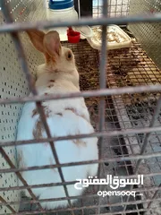 6 هجين ببيون و فرنسي