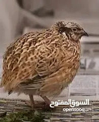  1 طيور فري (سمان) للاكل والتربيه