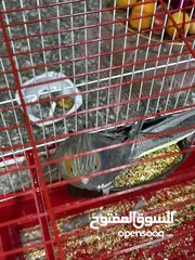  4 عصفور كوكتيل أنثى للبيع مع كامل الأغراض الخاصة فيه سبب البيع ( اخوي زهق منه )