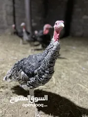  2 فسيفس للبيع