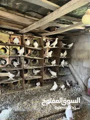  12 حمام زواج زق