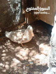  1 بط دجاج بط
