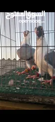 6 جوز فراخ اسطنابله  زرق وفرخ اسطنبولي احمر حبكين موجودات في الهاشمي الجنوبي