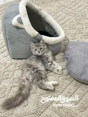  2 للبيع قطه شيرازيه جميله جداً