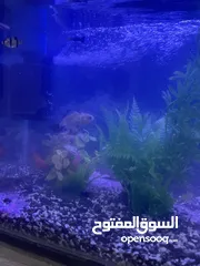  11 حوض سمك جاهز كامل ... اقرا الوصف