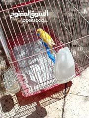  5 طيور كناري للبيع