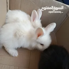  22 أرانب نوع تيدي بير لطيفة جدا