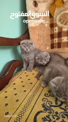  15 قطط سكوتش فولد و بريتش للبيع   Scottish Fold & British Shorthair