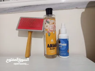  7 قط شيرازي ابيض واسود للبيع مع اغراضه