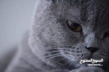  18 Pure British Shorthair Classic Fawn - بريتش شورت هير كلاسيكي للبيع