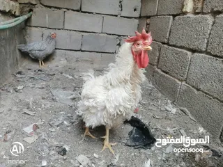  2 ديج مفتل ابيض