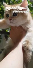  3 ذكر سكوتش ستريت جولدن