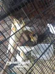  11 كوكتيل للبيع