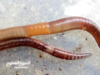  3 دود فيرمي كومبوست خليط بين دود الريدويجلر ودود التايجر وورم