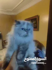  5 قططايه للبيع