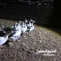  3 وز للبيع عدد 6