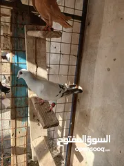  11 فحول وطواير للبيع