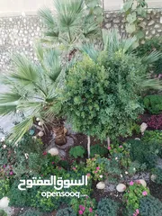  6 مزروعة مميزة محاذية للحرش مرتفعة وكاشفة