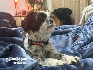  4 متوفرة للبيع شيتوز انثى