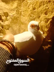  5 بولنديات نخب ولا غلطة