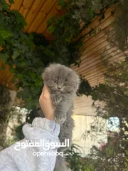  1 كيتن سكوتش فولد