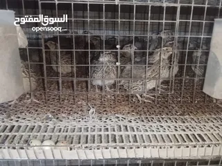  2 متاح فري لدبح او للترباي سعر  حرق حرق بسعر دينار للزوج الكمية محدودة التسليم   جسر ماركا شنلر